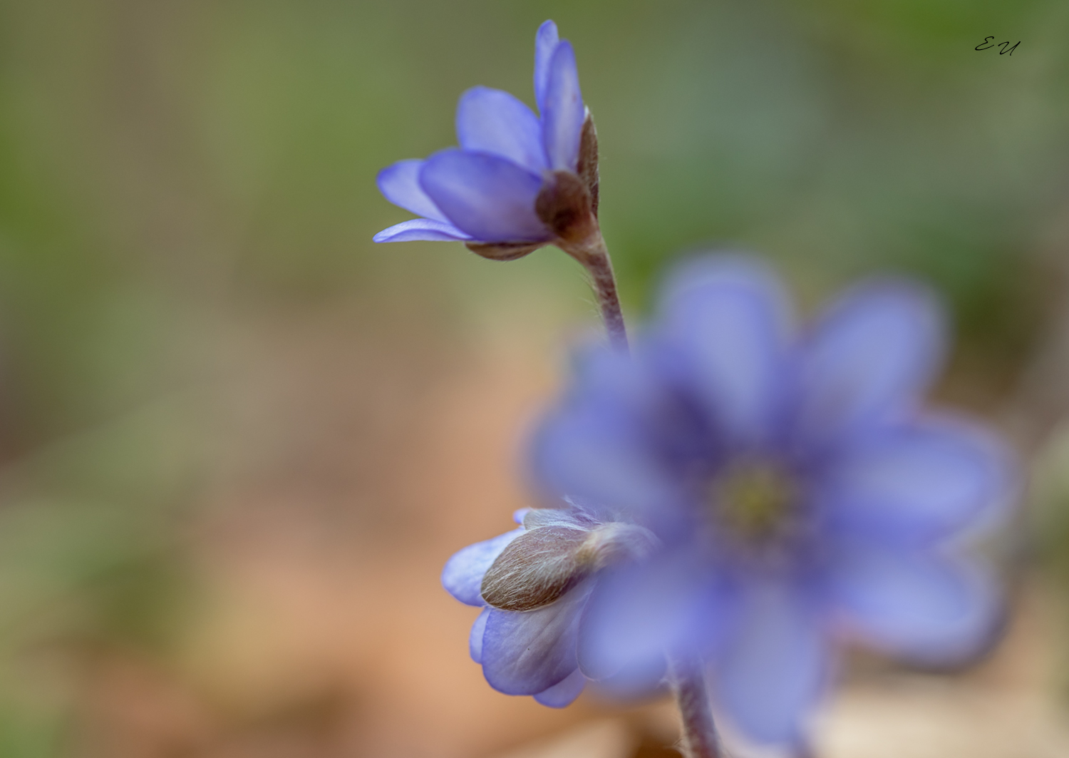 leberblümchen...originalaufnahme