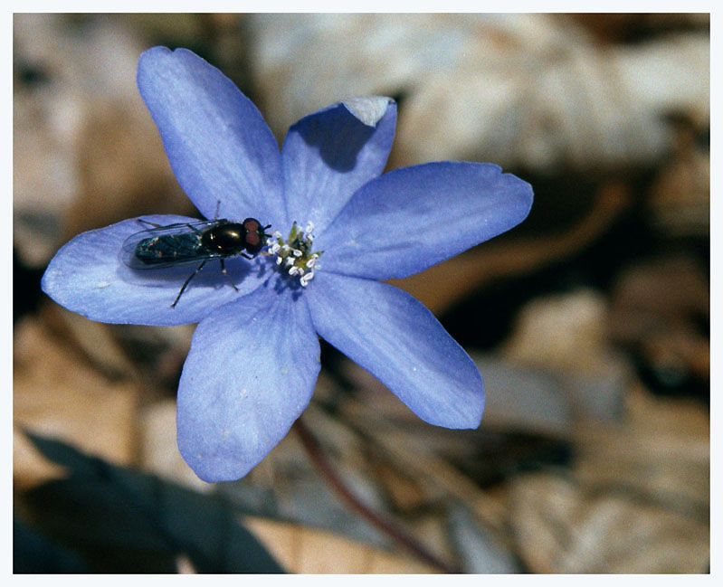 Leberblümschen