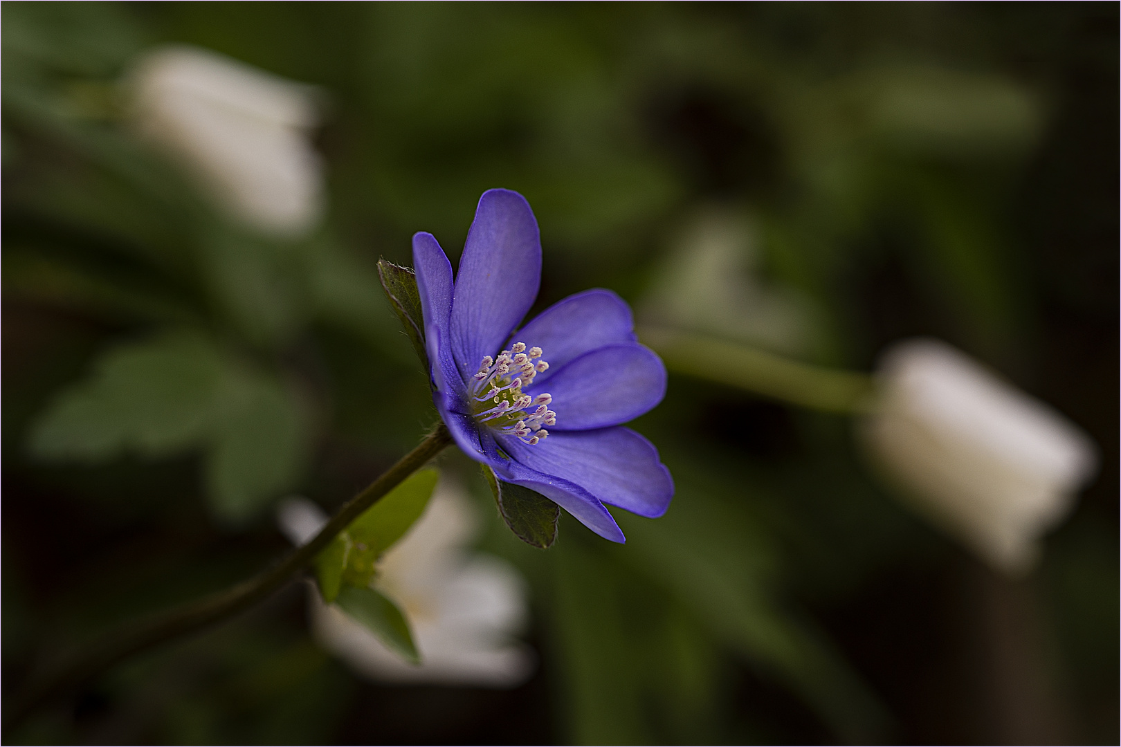 Leberblume 