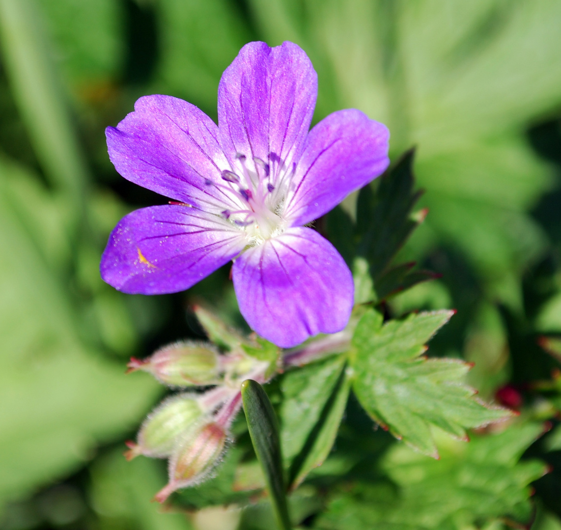 Leberblume