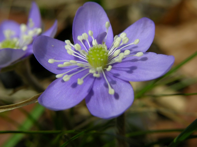 Leberblume