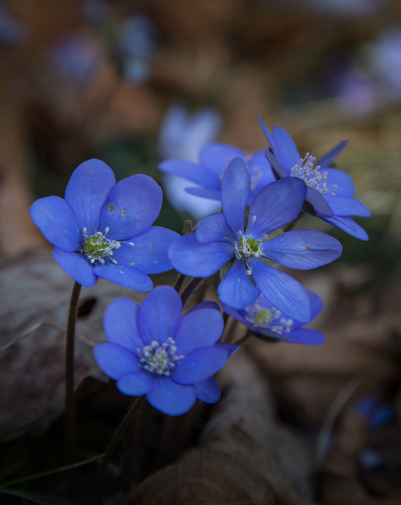 Leberblume