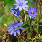 Leberblume (Hepatica nobilis)