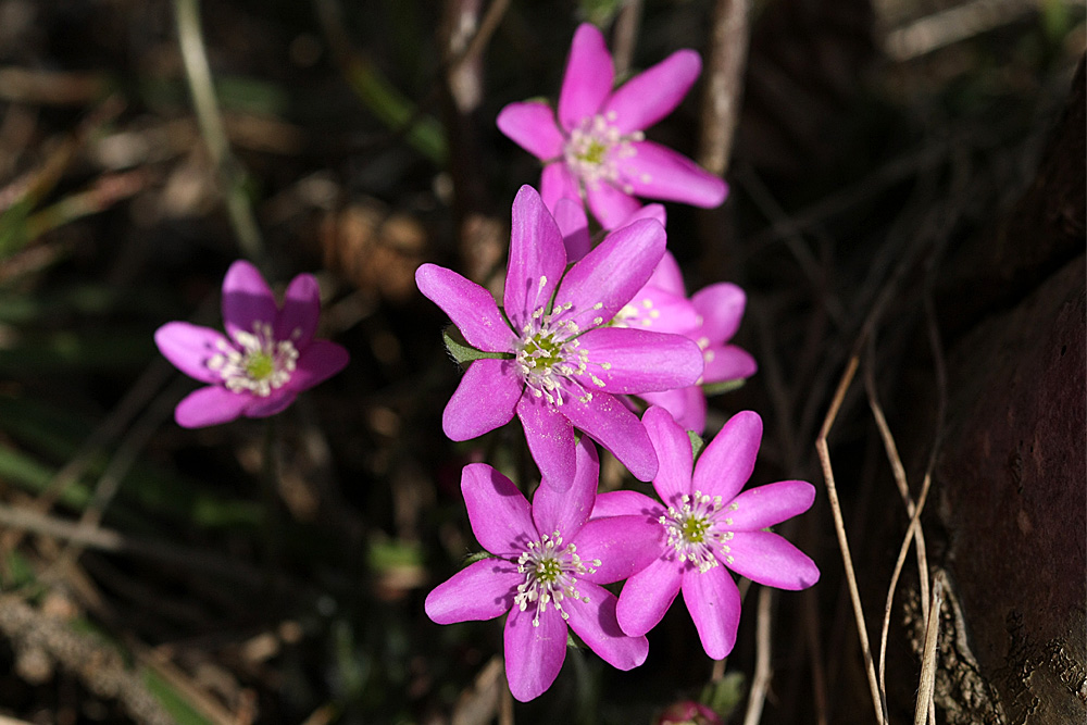 Leberblumen