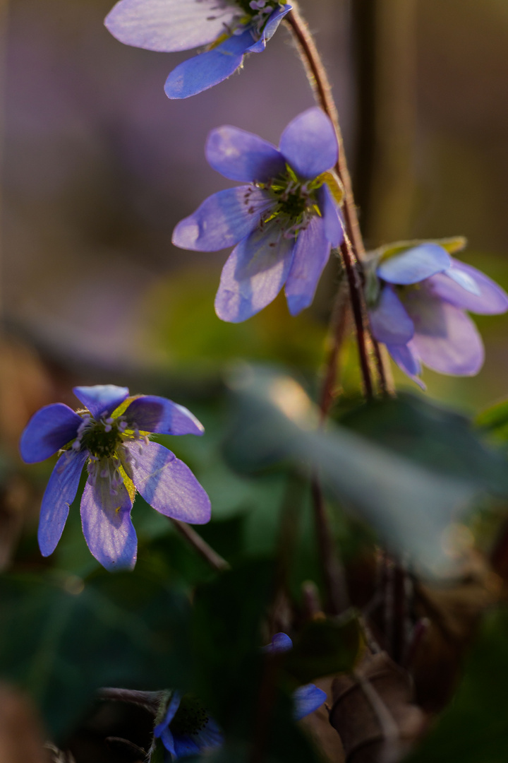 Leberblumen