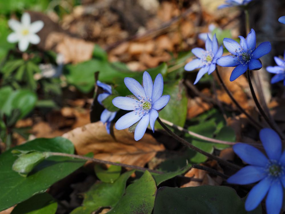 Leberblumen