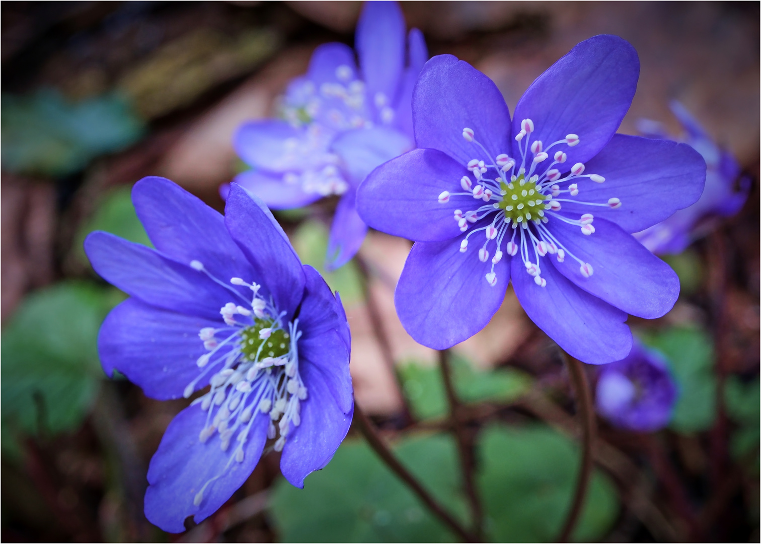 Leberblumen