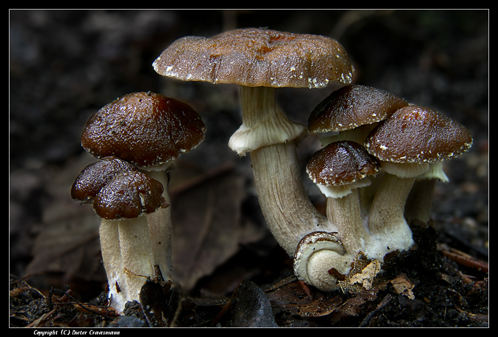 Leberbrauner Ackerling (Agrocybe erebia) - Dark Fieldcap