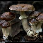 Leberbrauner Ackerling (Agrocybe erebia) - Dark Fieldcap