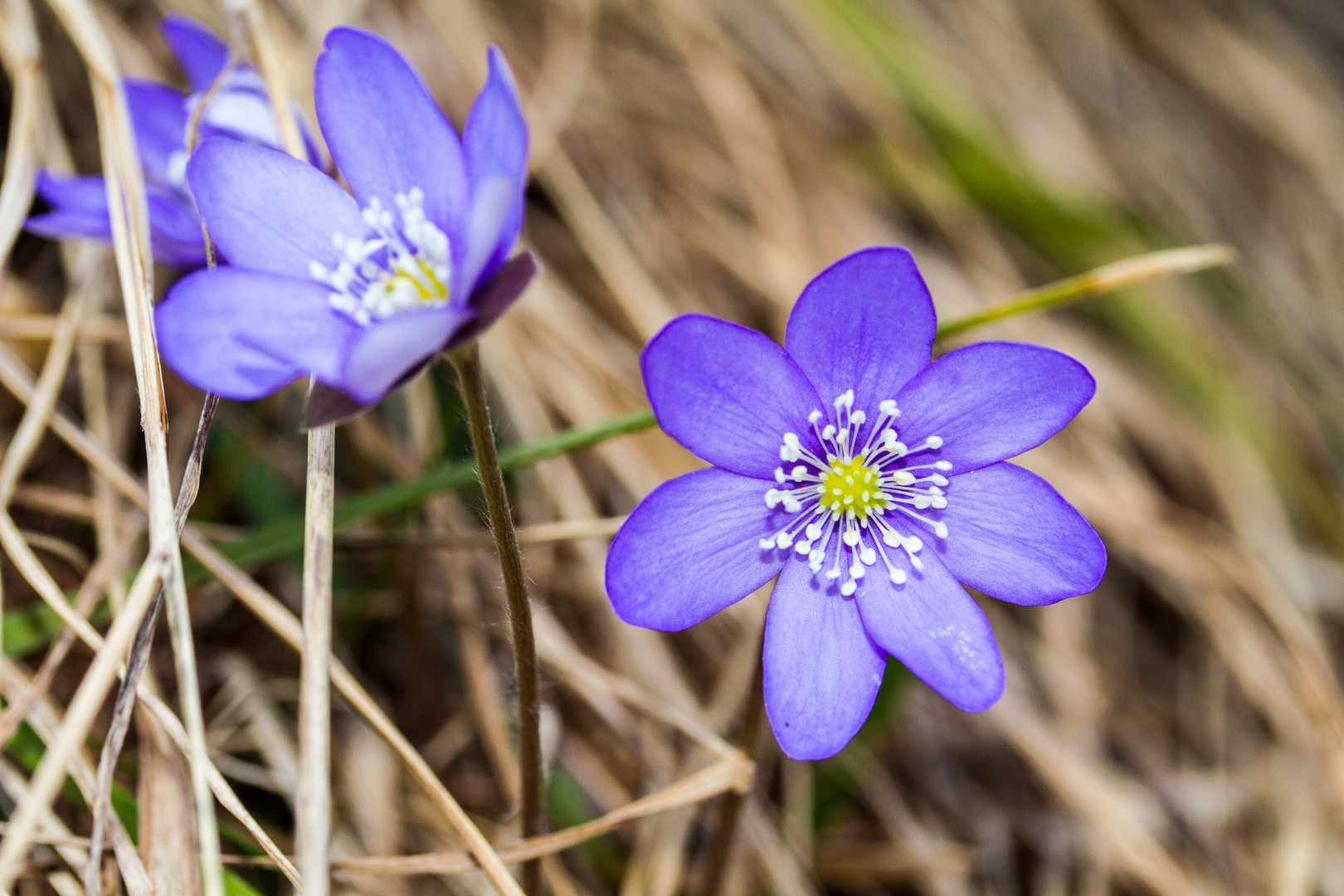 Lebereblümchen