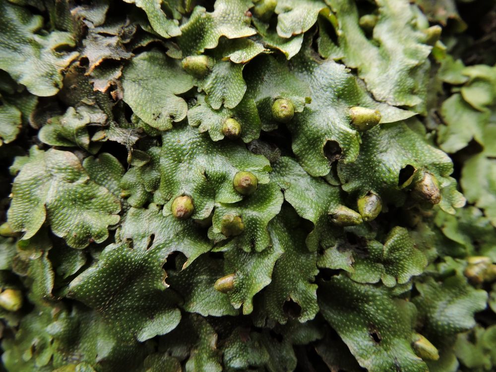 Lebermoos Foto & Bild pflanzen, pilze & flechten, moose & farne