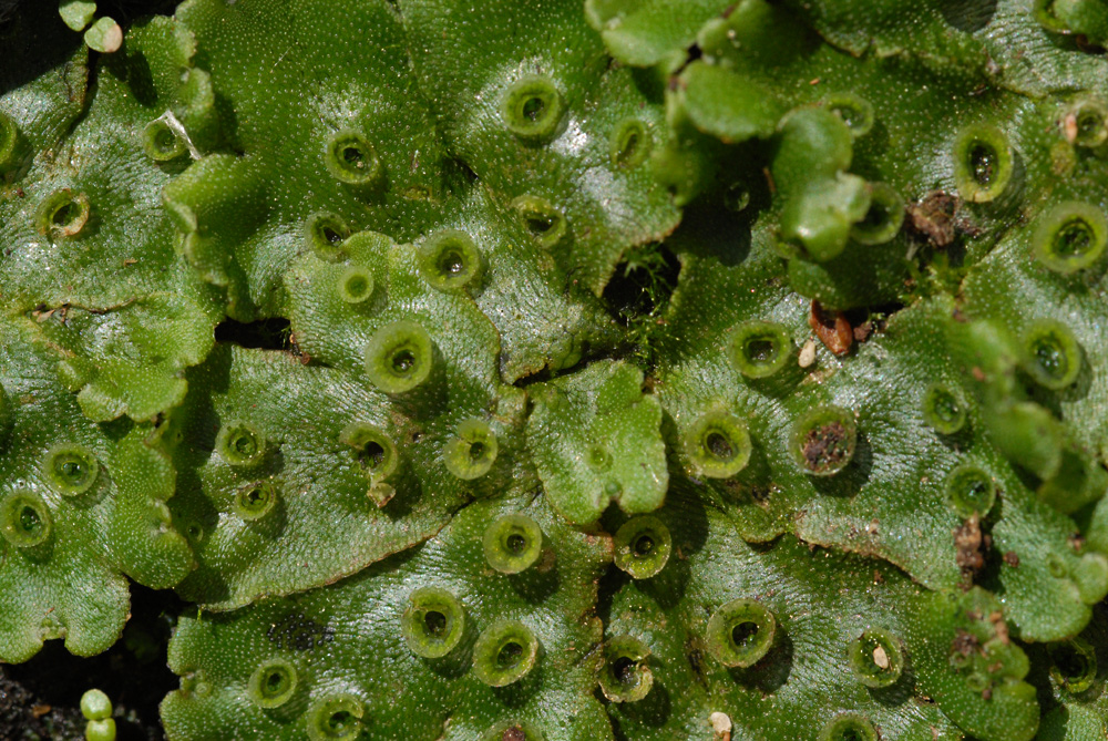 Lebermoos wächst auf einem großen Blumentopf