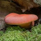 Leberreischling (Fistulina hepatica)