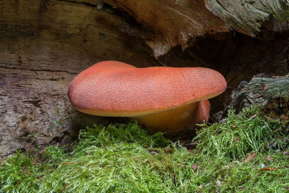 Leberreischling (Fistulina hepatica)