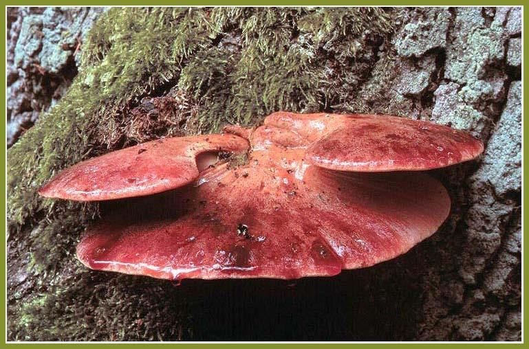 Leberreischling - Fistulina hepatica