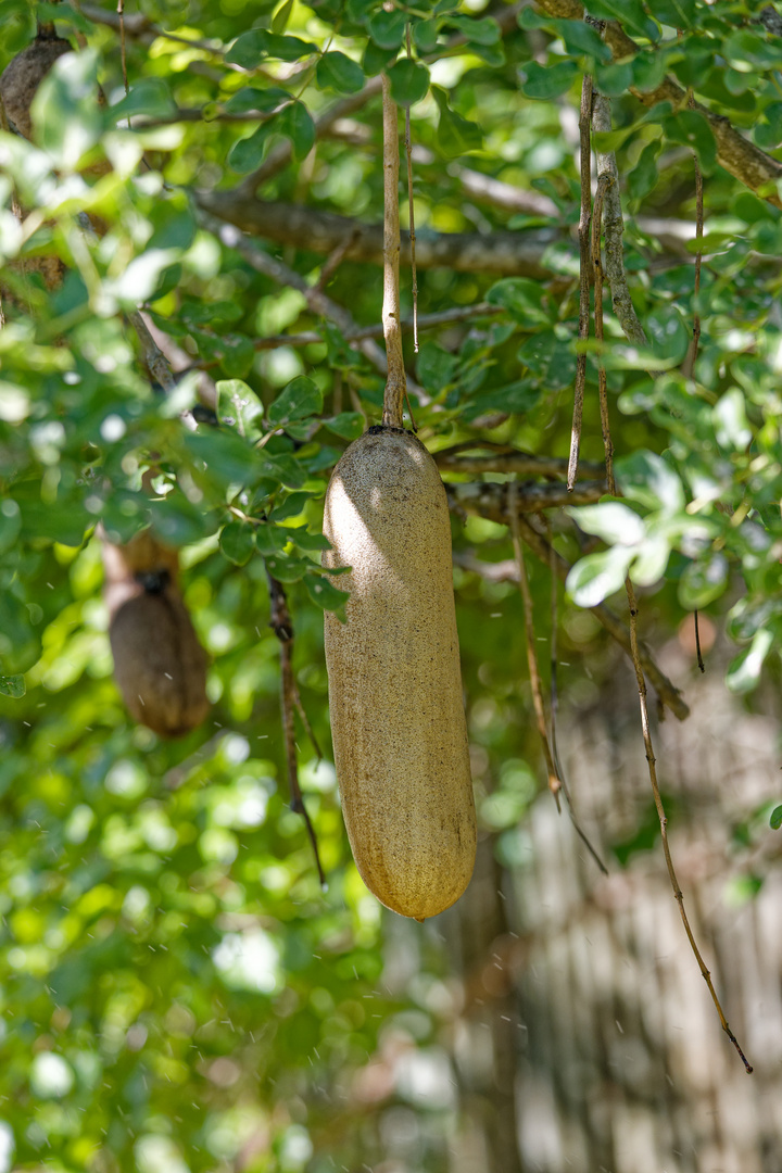 Leberwurstbaum