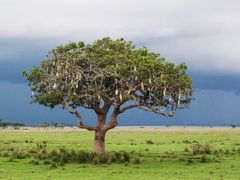 Leberwurstbaum