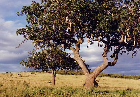 Leberwurstbaum