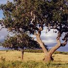 Leberwurstbaum