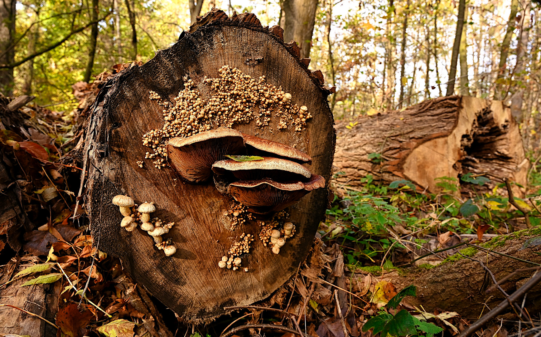 "LEBEWESEN AUF EINEM GEFÄLLTEN BAUM"