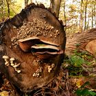 "LEBEWESEN AUF EINEM GEFÄLLTEN BAUM"