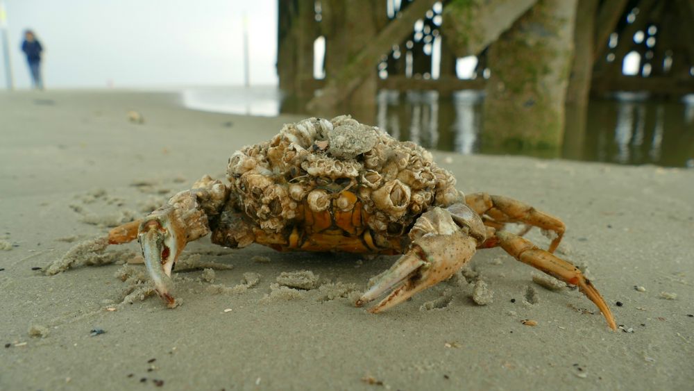 Lebewesen aus dem Meer