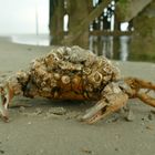 Lebewesen aus dem Meer