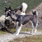 Lebhafter Besuch auf der Alpenblumenpromenade SaasGrund