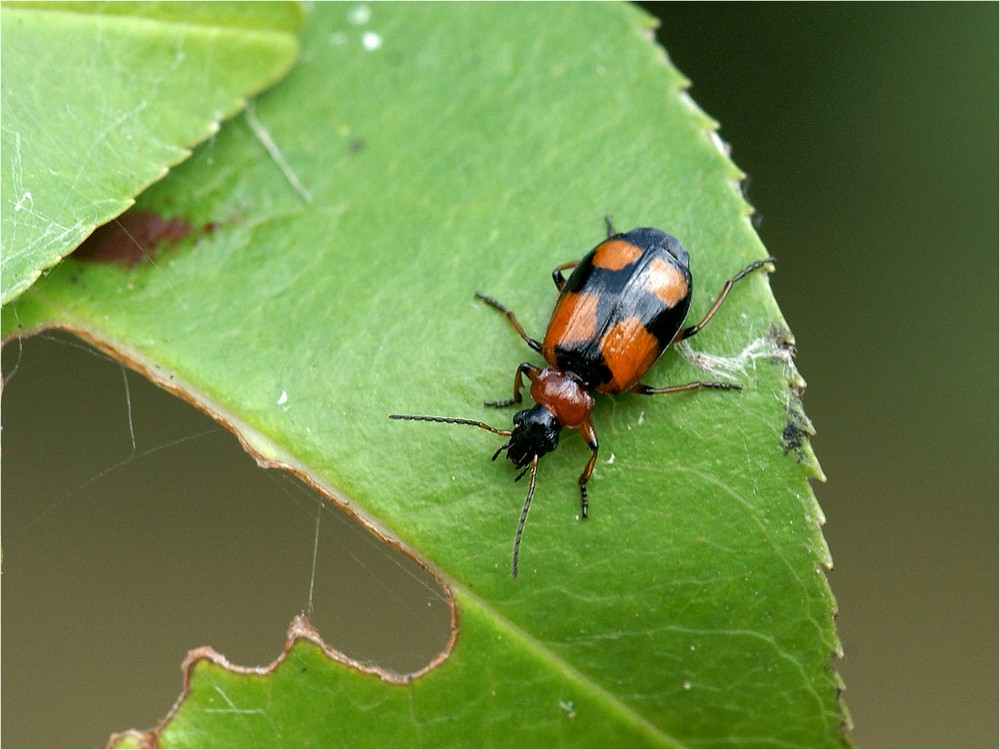 Lebia cruxminor  - Kleinkreuz-Prunkläufer (Doku)