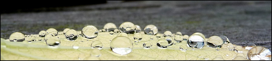 Lebkuchenbaumblatt im Regen