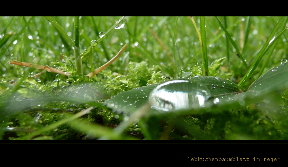 . lebkuchenbaumblatt im regen .