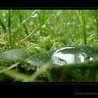 . lebkuchenbaumblatt im regen .