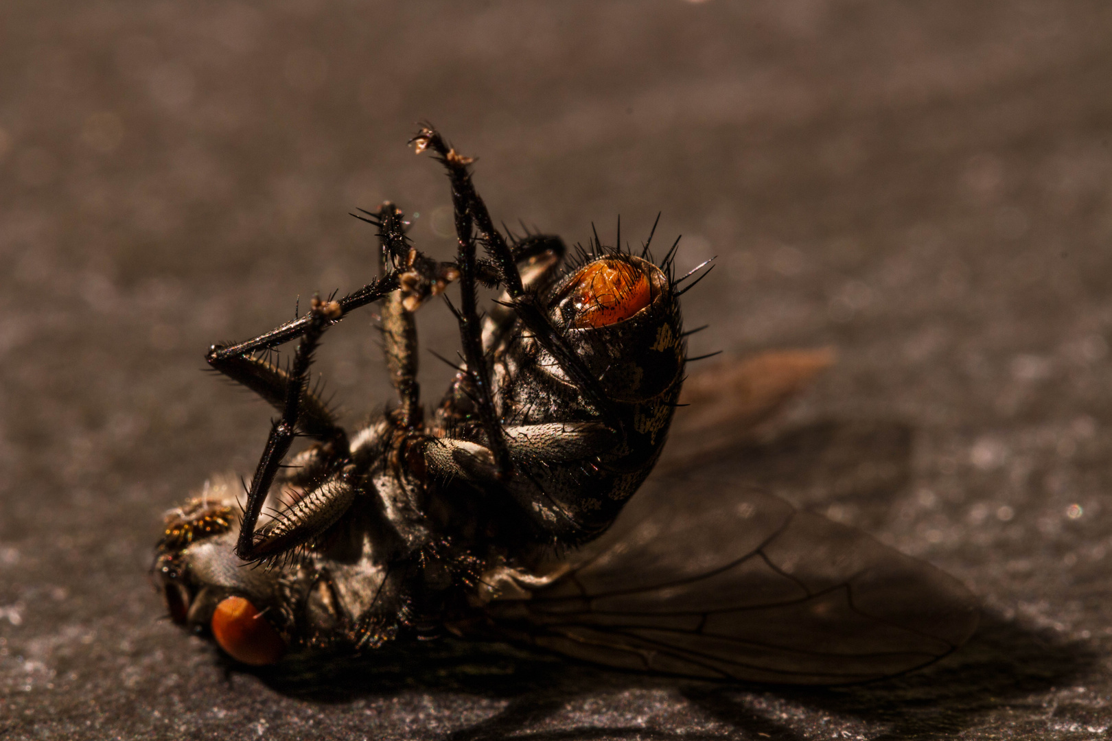 Leblose Fliege 02 - Makro