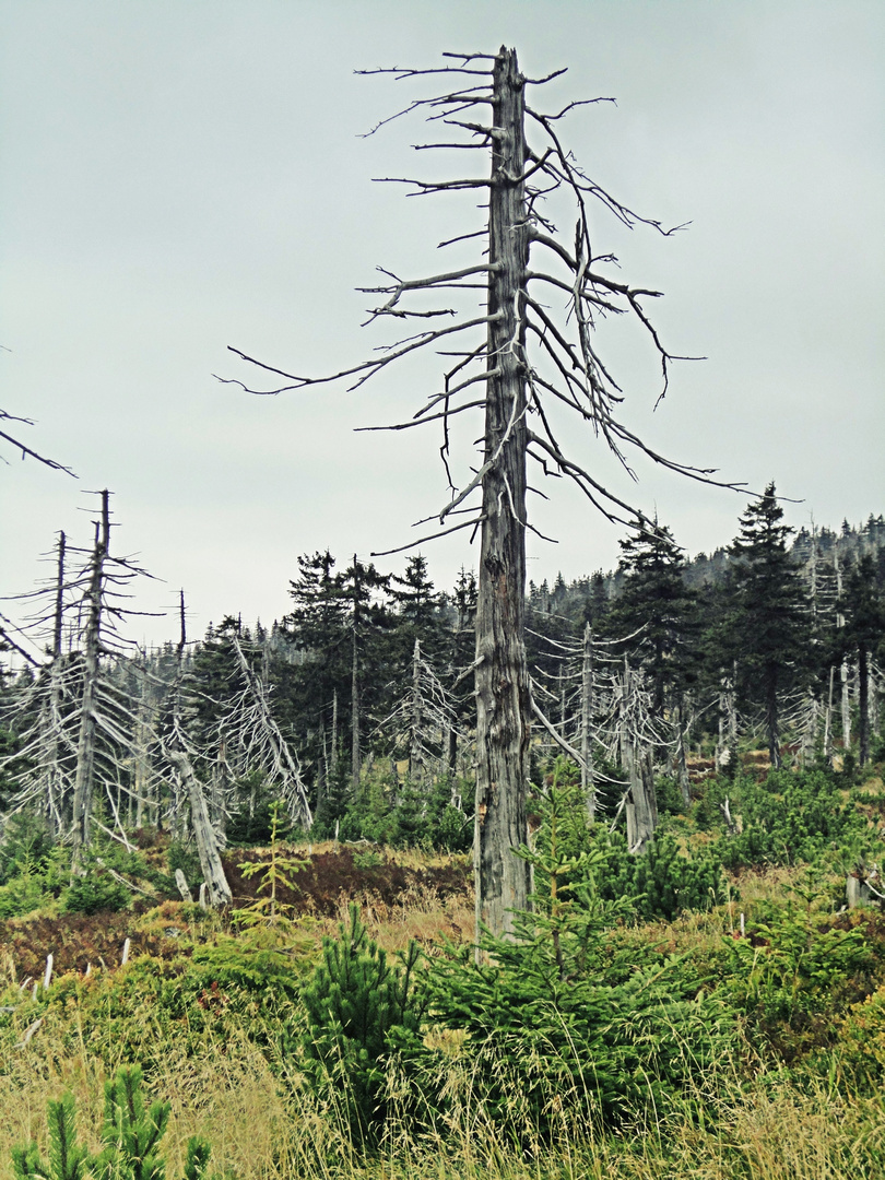 Lebloser Wald