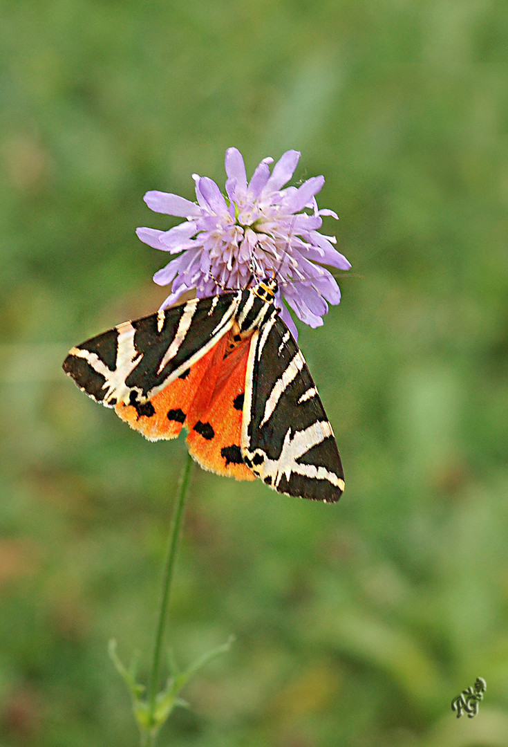 l'écaille chinée