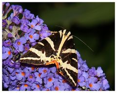 " L'écaille chinée "