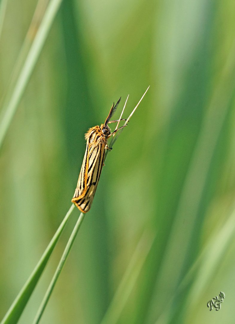 l'écaille striée, la chouette