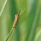 l'écaille striée, la chouette