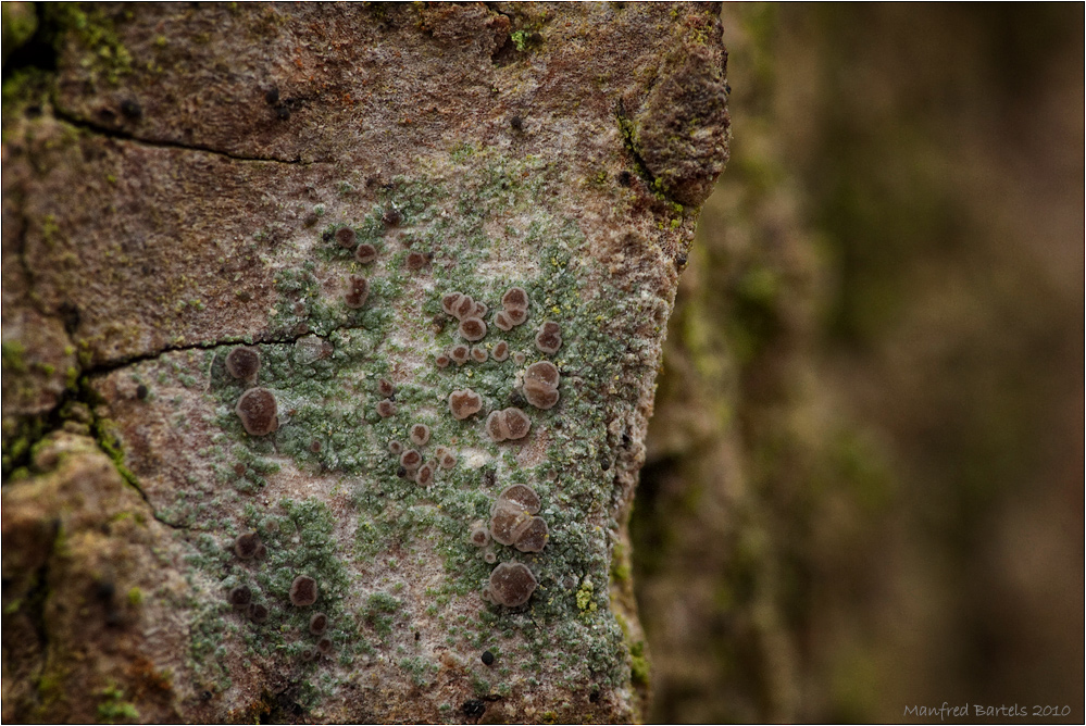 Lecanora...