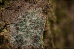 Lecanora...