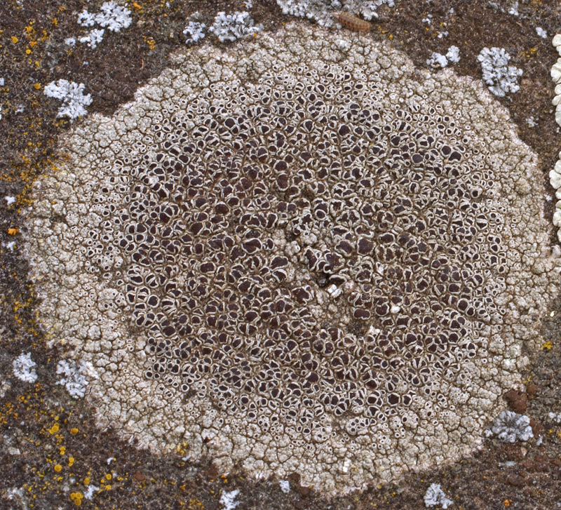 Lecanora campestris?