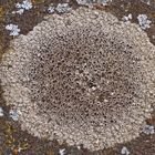 Lecanora campestris?