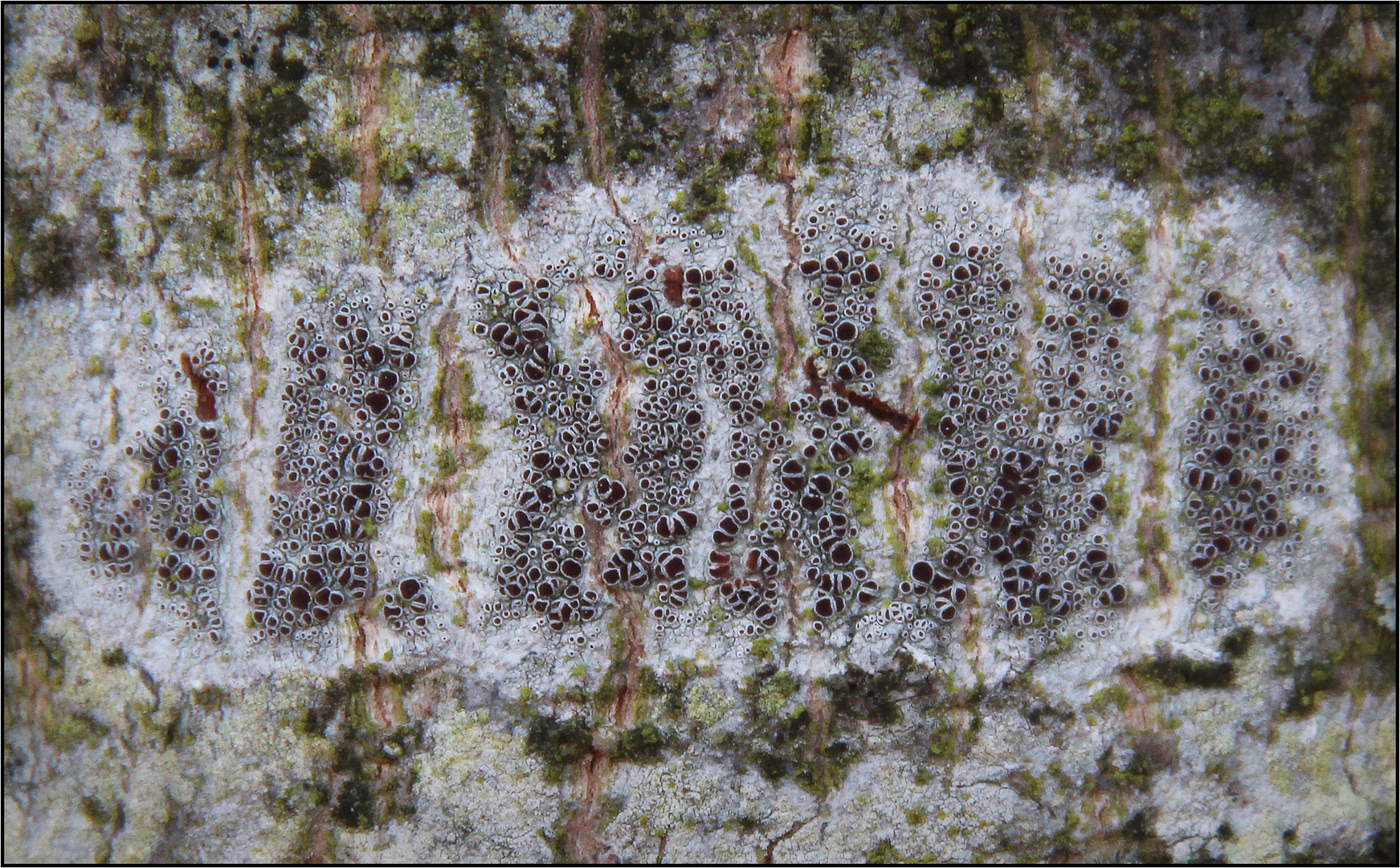 Lecanora chlarotera Foto & Bild flechten, pilze & flechten