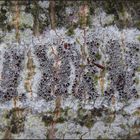 Lecanora chlarotera