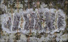 Lecanora chlarotera