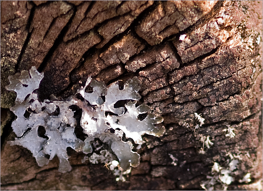 Lecanora chlarothera ?