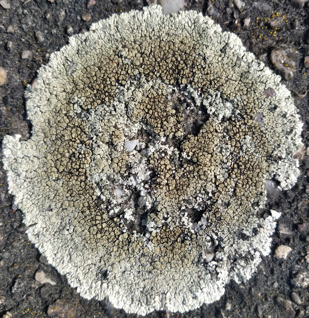 Lecanora muralis 1