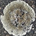 Lecanora muralis 1