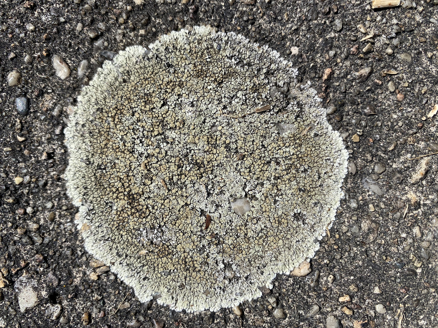 Lecanora muralis 2 31.07.2022