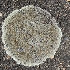 Lecanora muralis 2 31.07.2022